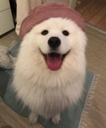 薩摩亞，求好心人領(lǐng)養(yǎng)